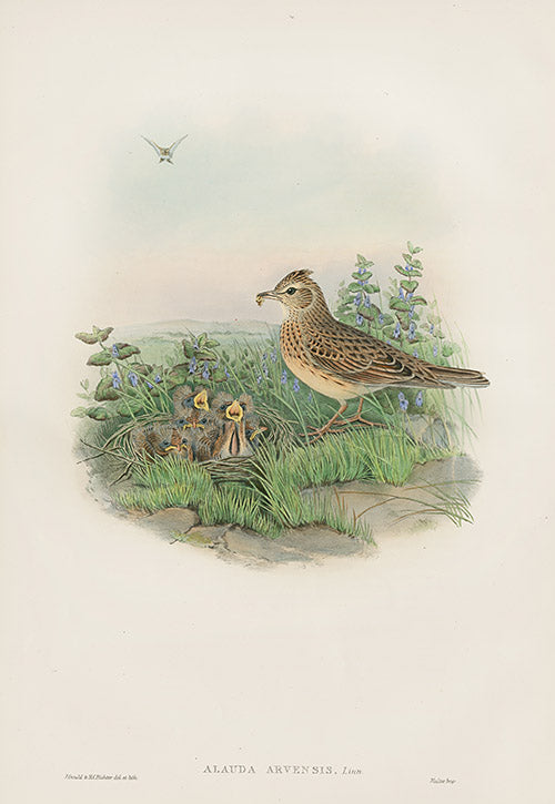 John Gould Birds Britain Sky Lark