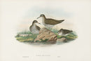 John Gould Birds Britain Spotted Sandpiper - Panteek Antique Prints