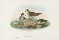 John Gould Birds Britain Spotted Sandpiper - Panteek Antique Prints