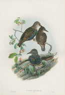 John Gould Birds Britain Starling Young - Panteek Antique Prints