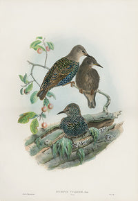 John Gould Birds Britain Starling Young - Panteek Antique Prints