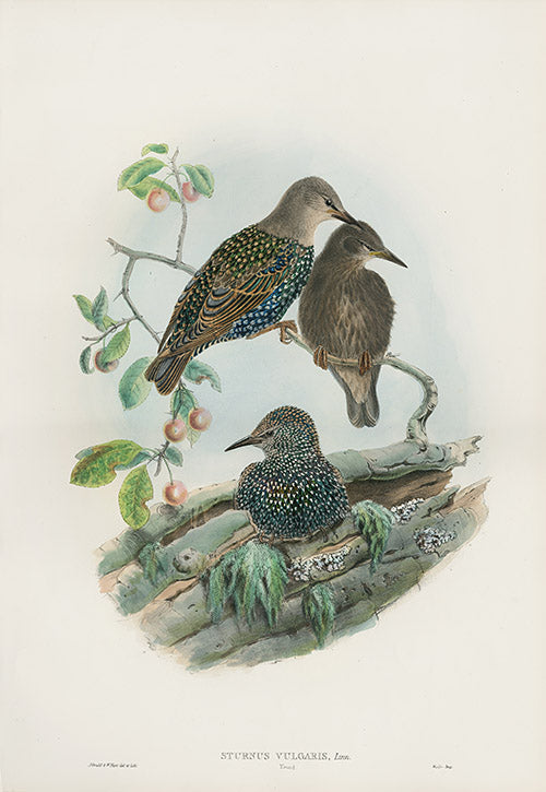 John Gould Birds Britain Starling Young