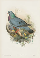 John Gould Birds Britain Stock Dove - Panteek Antique Prints