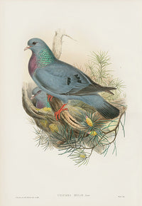 John Gould Birds Britain Stock Dove - Panteek Antique Prints