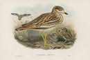 John Gould Birds Britain Stone Plover - Panteek Antique Prints