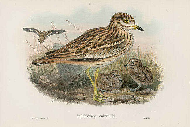 John Gould Birds Britain Stone Plover