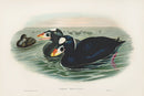 John Gould Birds Britain Surf Scoter - Panteek Antique Prints