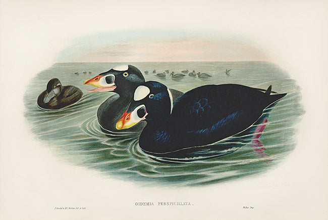 John Gould Birds Britain Surf Scoter