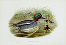 John Gould Birds Britain Teal - Panteek Antique Prints