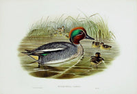 John Gould Birds Britain Teal - Panteek Antique Prints