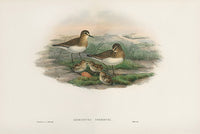 John Gould Birds Britain Temminck's Stint - Panteek Antique Prints