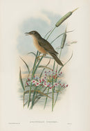 John Gould Birds Britain Thrush Warbler - Panteek Antique Prints