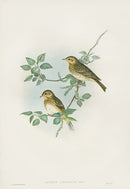 John Gould Birds Britain Tree Pipit - Panteek Antique Prints
