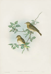 John Gould Birds Britain Tree Pipit - Panteek Antique Prints