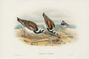 John Gould Birds Britain Turnstone - Panteek Antique Prints
