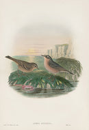 John Gould Birds Britain Vinous Pipit - Panteek Antique Prints