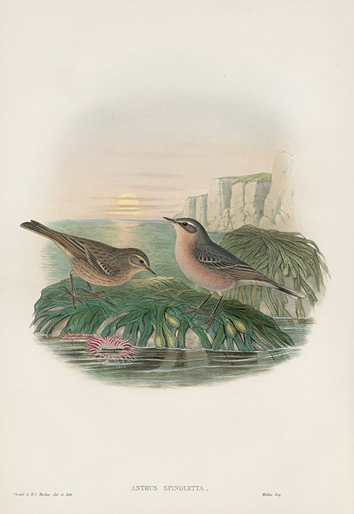 John Gould Birds Britain Vinous Pipit