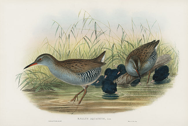 John Gould Birds Britain Water Rail