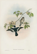 John Gould Birds Britain White-collared Flycatcher - Panteek Antique Prints