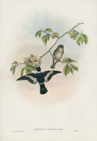 John Gould Birds Britain White-collared Flycatcher - Panteek Antique Prints