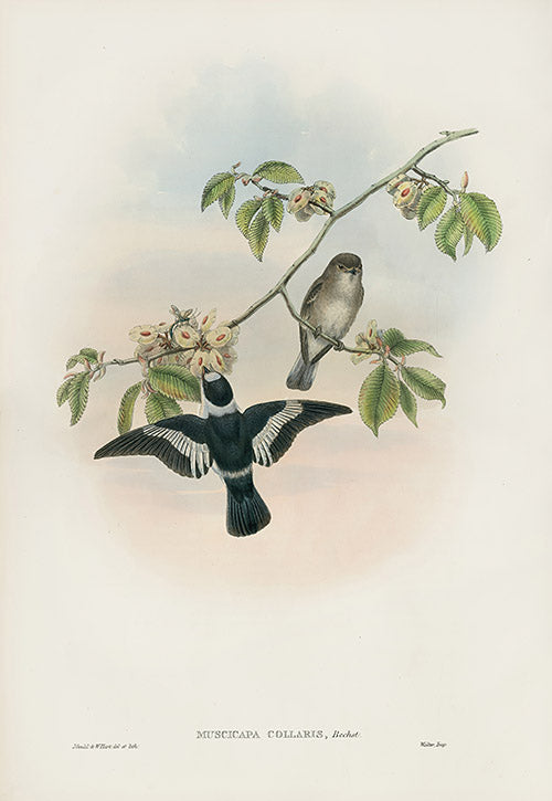 John Gould Birds Britain White-collared Flycatcher