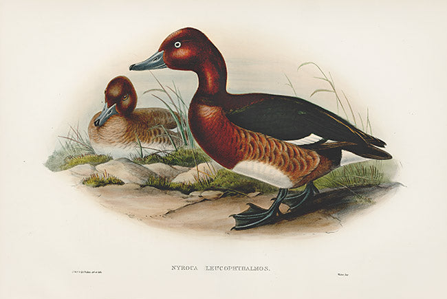 John Gould Birds Britain White-eyed Duck