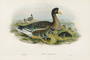 John Gould Birds Britain White-fronted Goose - Panteek Antique Prints