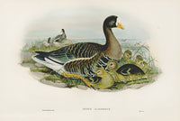 John Gould Birds Britain White-fronted Goose - Panteek Antique Prints