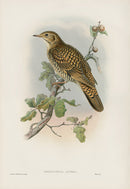 John Gould Birds Britain White's Thrush - Panteek Antique Prints