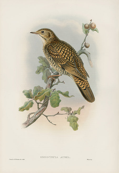 John Gould Birds Britain White's Thrush
