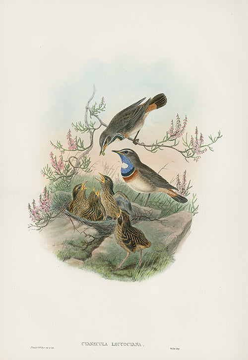 John Gould Birds Britain White-throated Bluebreast