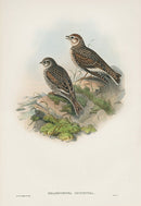 John Gould Birds Britain White-winged Lark - Panteek Antique Prints