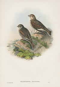 John Gould Birds Britain White-winged Lark - Panteek Antique Prints