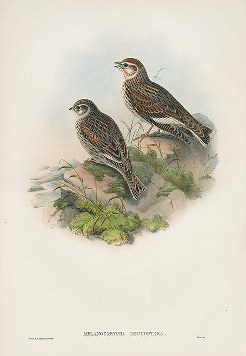 John Gould Birds Britain White-winged Lark