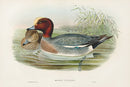 John Gould Birds Britain Widgeon - Panteek Antique Prints
