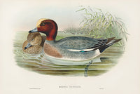 John Gould Birds Britain Widgeon - Panteek Antique Prints