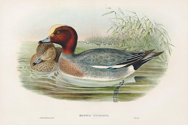 John Gould Birds Britain Widgeon