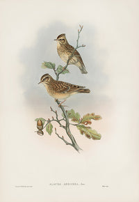 John Gould Birds Britain Wood Lark - Panteek Antique Prints