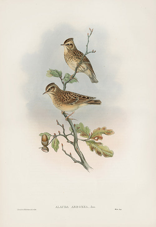 John Gould Birds Britain Wood Lark