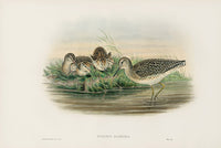 John Gould Birds Britain Wood Sandpiper - Panteek Antique Prints