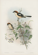 John Gould Birds Britain Woodchat - Panteek Antique Prints