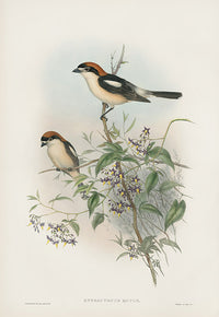 John Gould Birds Britain Woodchat - Panteek Antique Prints