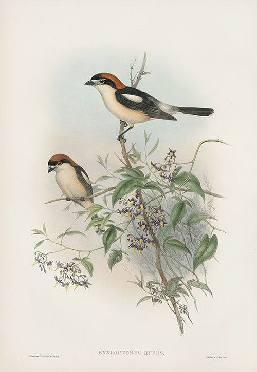 John Gould Birds Britain Woodchat