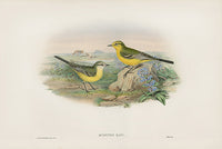 John Gould Birds Britain Yellow Wagtail - Panteek Antique Prints