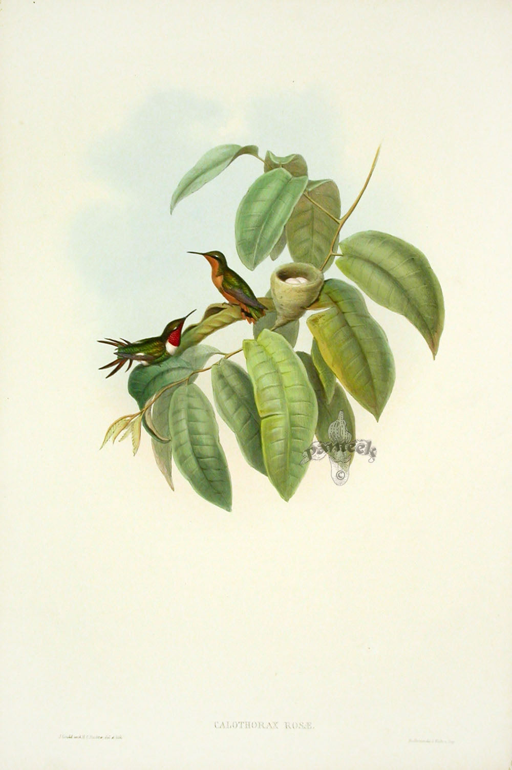 John Gould Hummingbird Crimson-throated Wood-Star