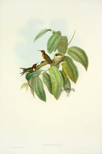 John Gould Hummingbird Crimson-throated Wood-Star - Panteek Antique Prints