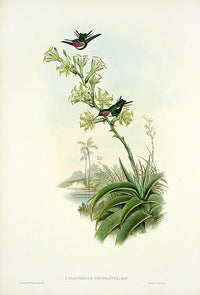 John Gould Hummingbird Decorated Wood-star - Panteek Antique Prints