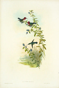 John Gould Hummingbird Helena's Calypte - Panteek Antique Prints