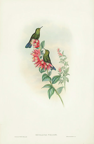 John Gould Hummingbird Metallura Williami