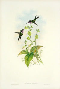 John Gould Hummingbird Mitchell's Amethyst - Panteek Antique Prints